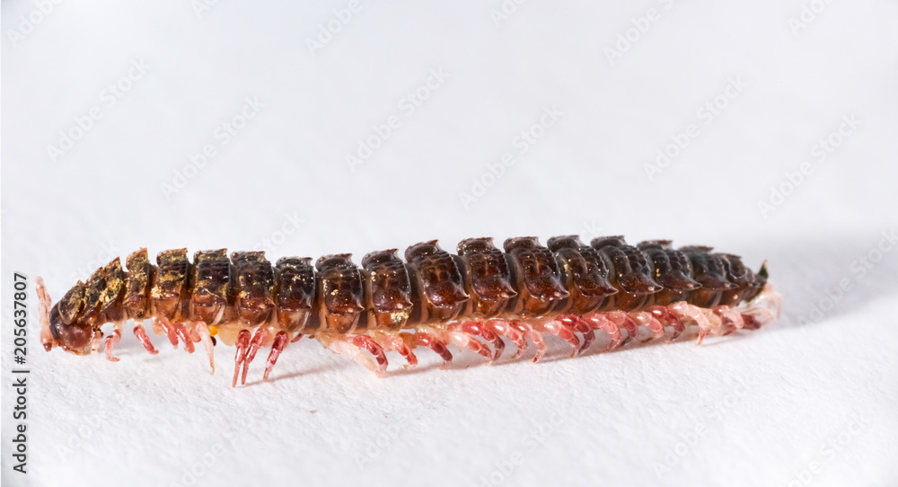 macro millipede insect inside studio macro millipede insect inside studio
