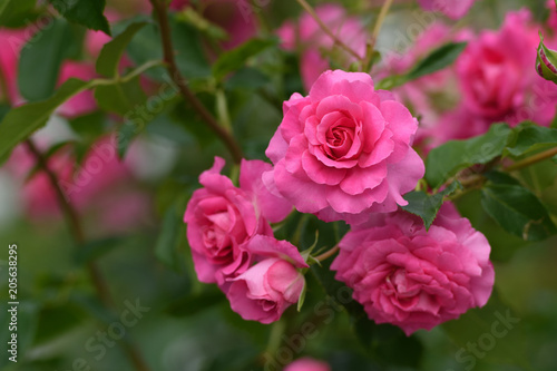 中之島公園バラ園の薔薇 © Masamitsu