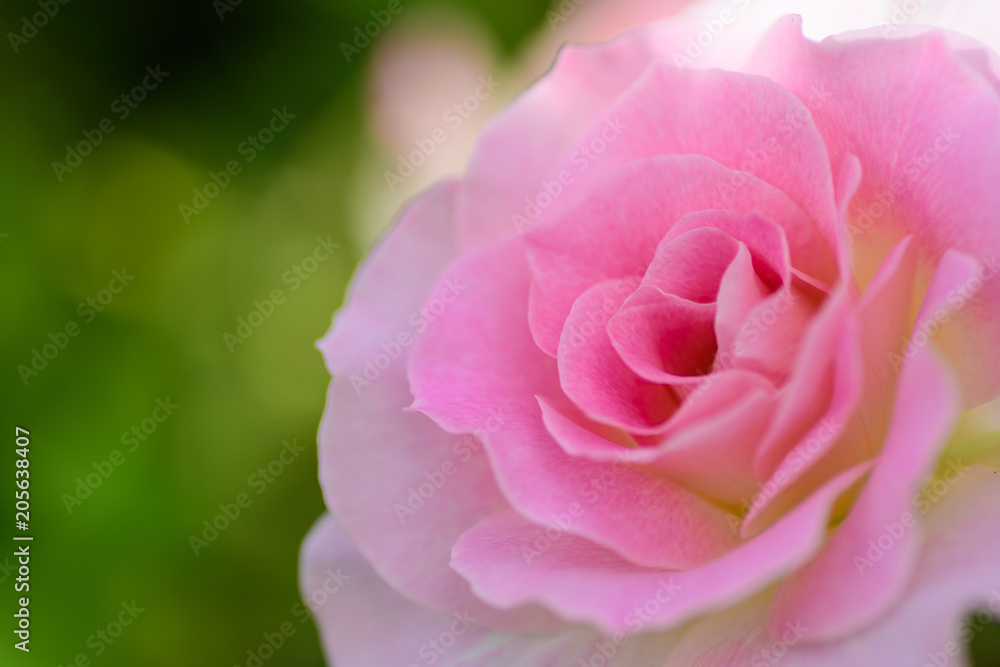 中之島公園バラ園の薔薇