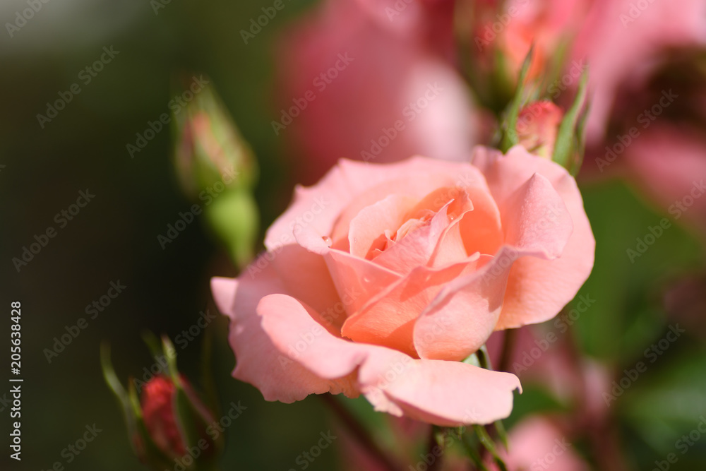 中之島公園バラ園の薔薇