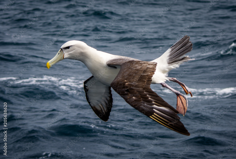 Albatross