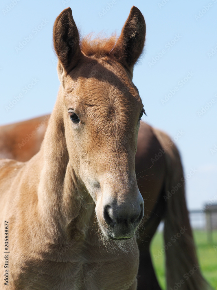 Cute Foal Headshot Cute Foal Headshot