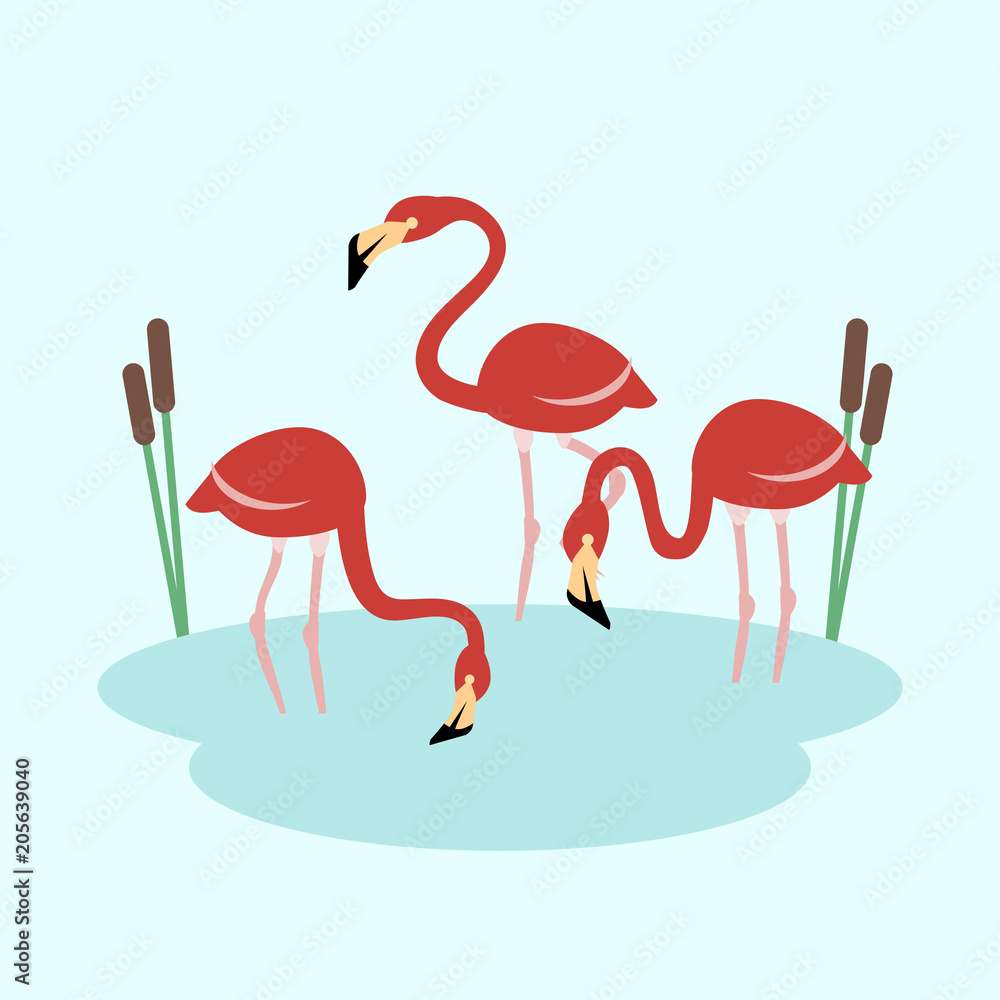 Obraz premium three flamingo at the lake vector