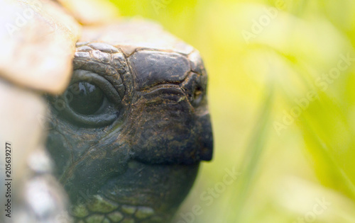 head of turtle in nature