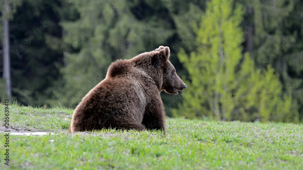 Fototapeta premium Brown bear in Carpathian Mountains in Transylvania, Romania
