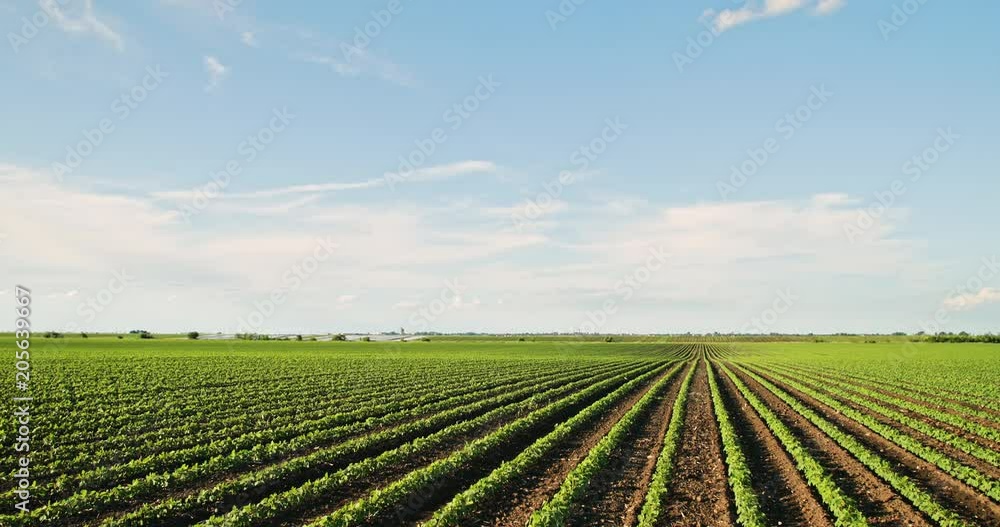 Green ripening soybean field, agricultural landscape Green ripening soybean field, agricultural landscape