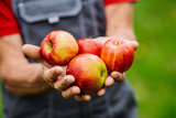 Mans hands with freshly harvested apples. Agriculture and gardening concept.
