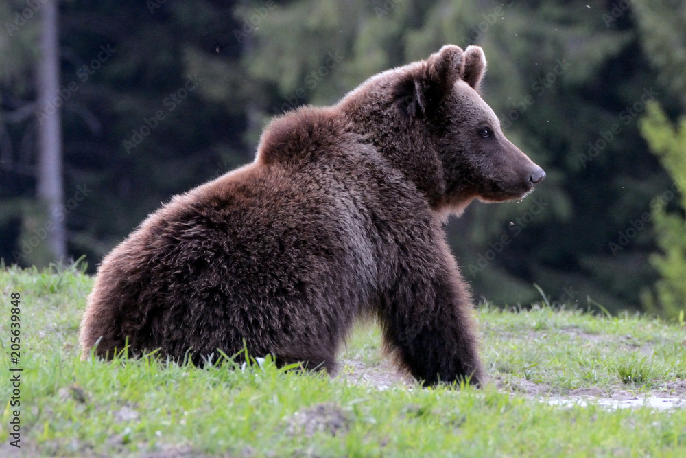 Fototapeta premium Brown bear in Carpathian Mountains in Transylvania, Romania