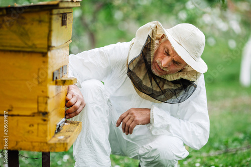 Beekeeper is working with bees and beehives on the apiary. photo