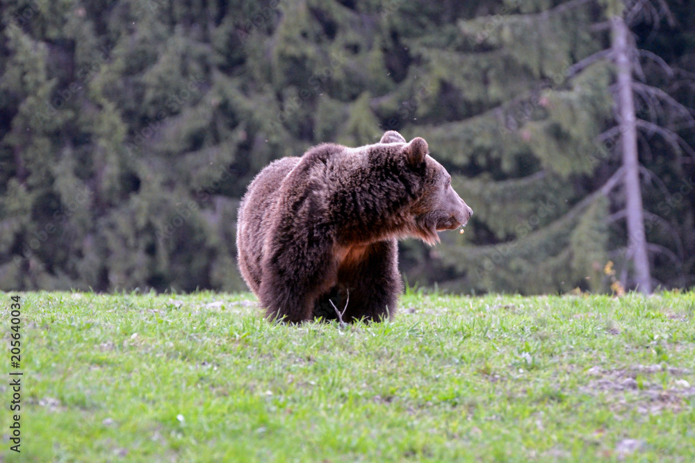 Fototapeta premium Brown bear in Carpathian Mountains in Transylvania, Romania