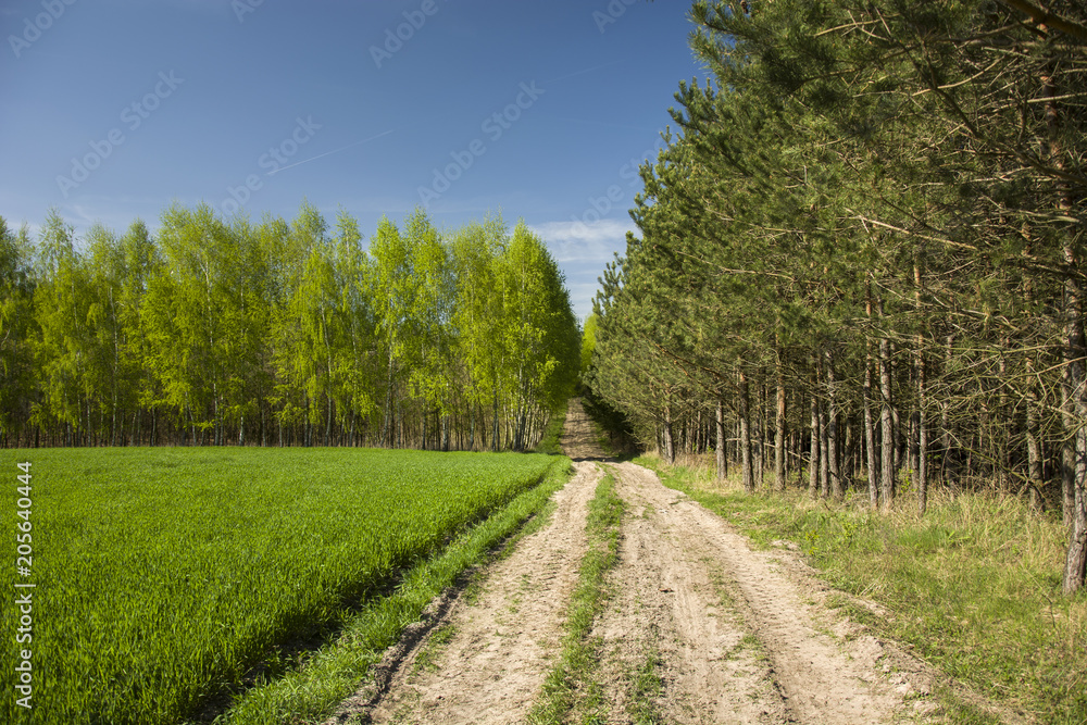 Field road to the green forest