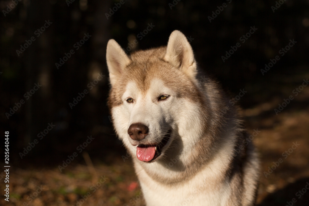 Close-up Portrait of serious Beige and white Siberian Husky dog in spring season. Profile image of waiting lusky at sunset