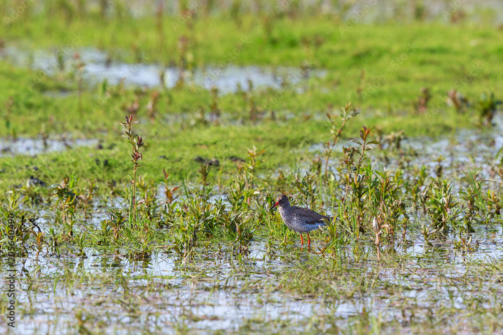 Redshank in the water Redshank in the water