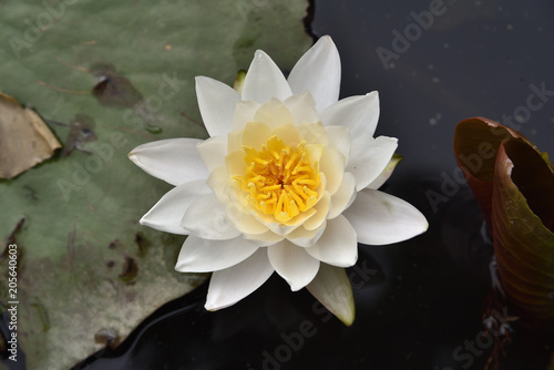 The lotus of Nara-koen Park