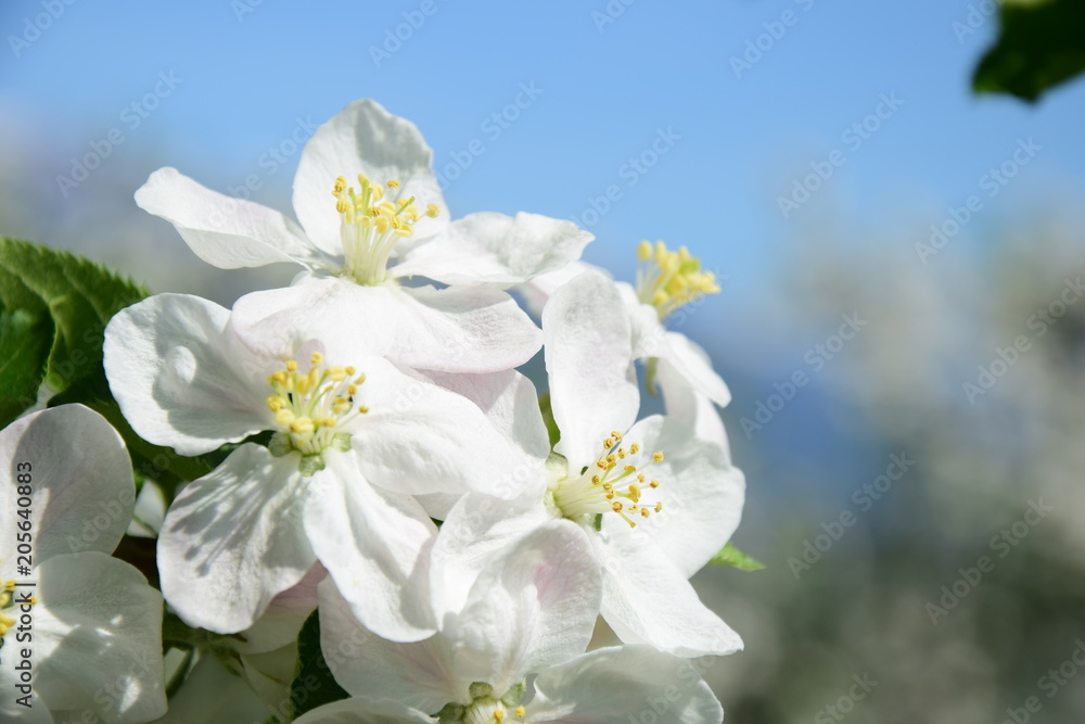 Apfelblüten vor blauen Hintergrund Apfelblüten vor blauen Hintergrund