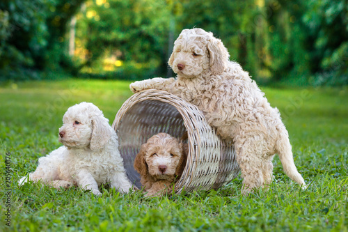 Fototapeta Naklejka Na Ścianę i Meble -  Cute puppies playing outdoor