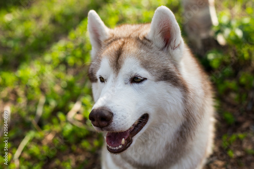 Profile portrait of cute dog breed siberian husky in the forest on a sunny day. Close-up image of free and prideful dog on green grass background © Anastasiia