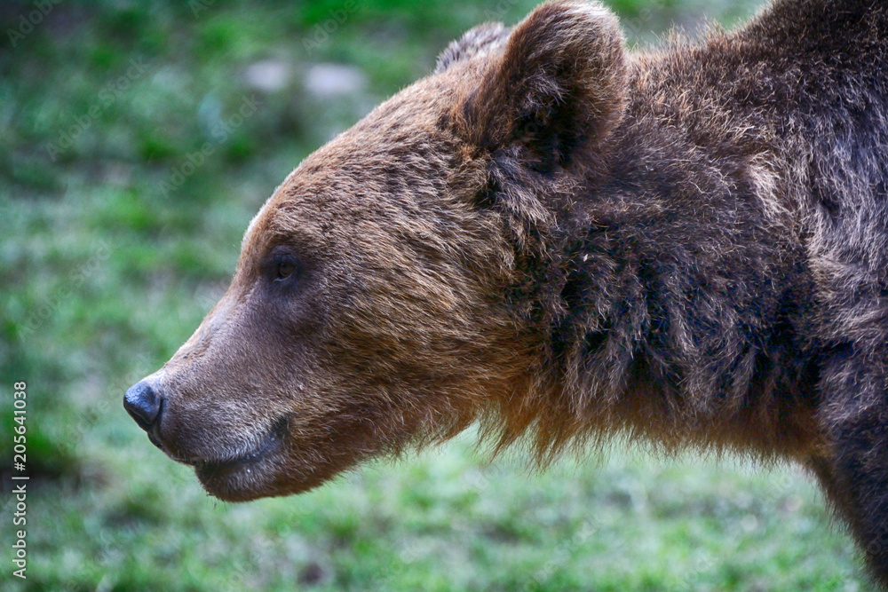 Brown bear in Carpathian Mountains in Transylvania, Romania Brown bear in Carpathian Mountains in Transylvania, Romania