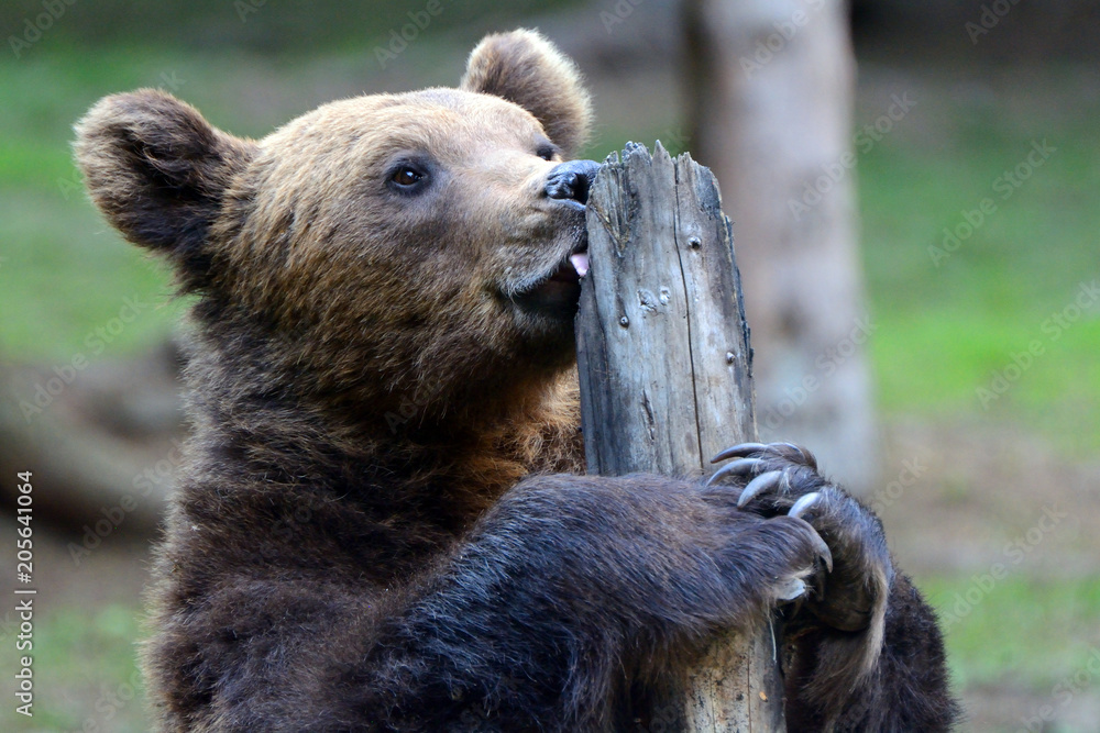 Obraz premium Brown bear in Carpathian Mountains in Transylvania, Romania