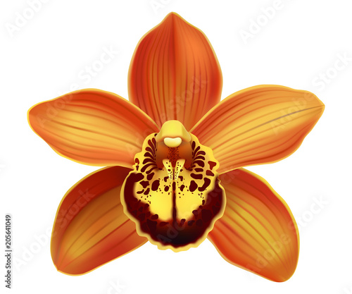 Tropical Orchid Cymbidium flower.
Hand drawn realistic vector illustration on white background.