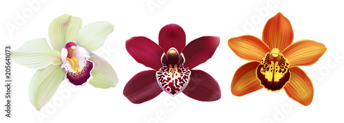 Obraz na płótnie Tropical Orchid Cymbidium flowers
