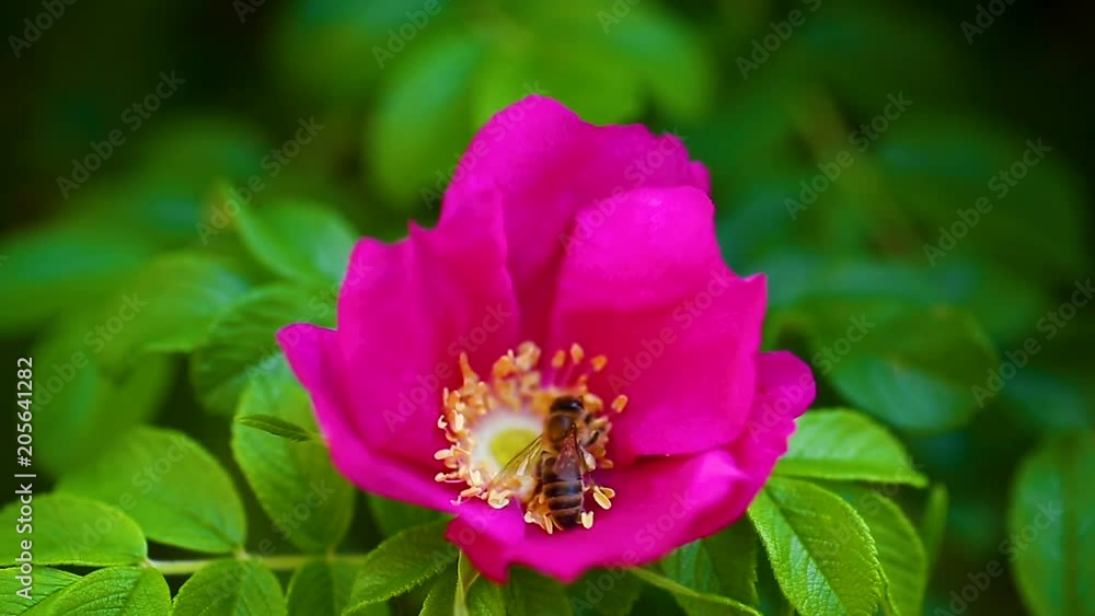 wasp flies over the rose hips and collects pollen wasp flies over the rose hips and collects pollen