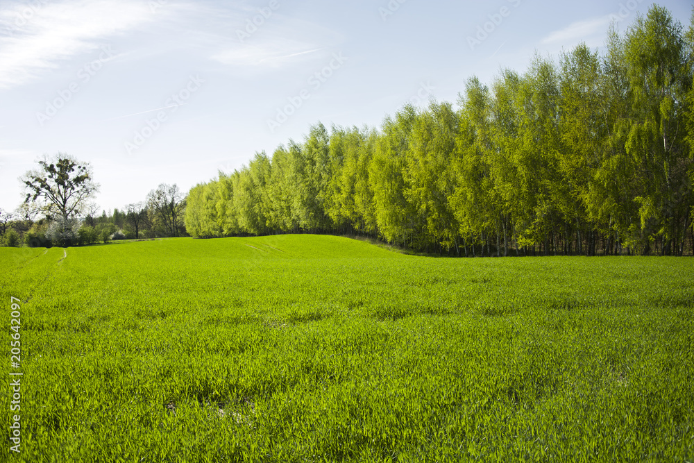 Fototapeta premium Green meadow and forest