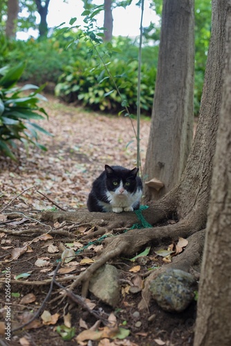 木と猫
