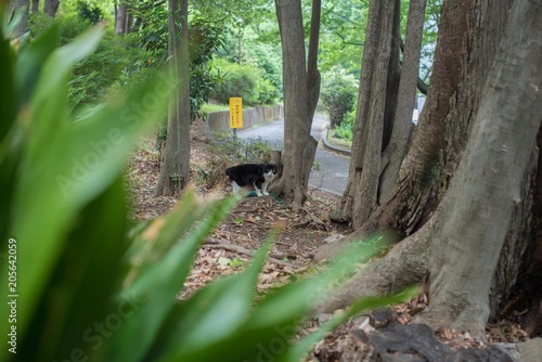 森の中の猫