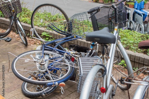 自転車に隠れる猫　２