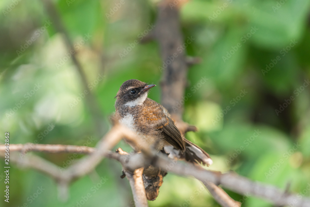 Bird (Malaysian Pied Fantail) in a nature wild Bird (Malaysian Pied Fantail) in a nature wild
