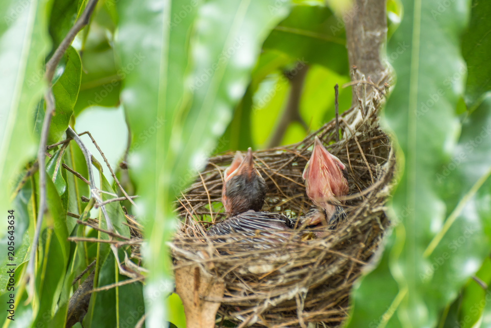 Bird (Streak-eared bulbul) and baby in nest Bird (Streak-eared bulbul) and baby in nest