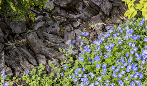 Poorman's Weatherglass Lysimachia foemina wildflowers photo