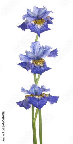Fototapeta Naklejka Na Ścianę i Meble -  iris flower isolated