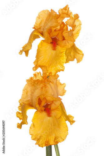 Fototapeta Naklejka Na Ścianę i Meble -  iris flower isolated