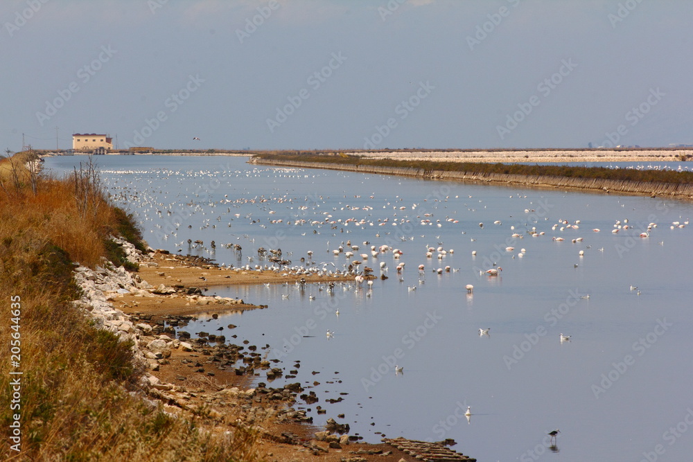 A flamingo's group in the salt lake