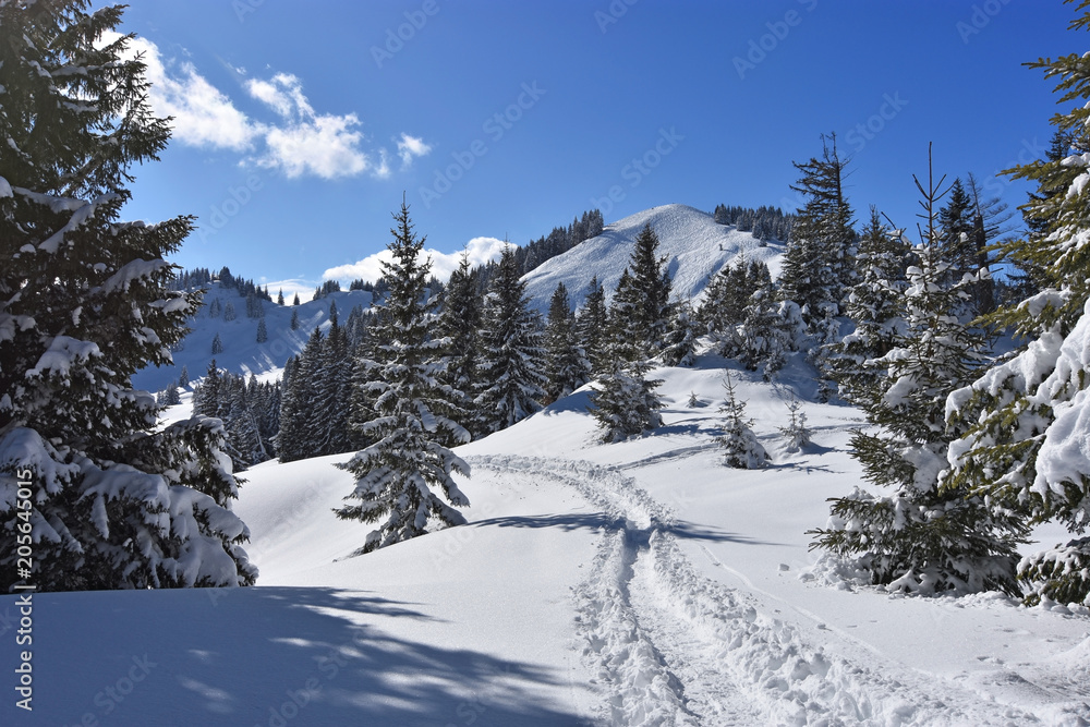 Snowy landscape in the mountains with forest and ski tracks in winter. Allgäu Alps, Bavaria, Germany