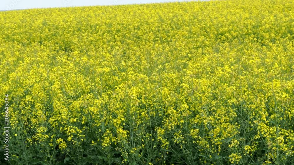 Rapeseed field (Brassica napus). Plant for vegetable oil, green energy and biodiesel. Rapeseed field (Brassica napus). Plant for vegetable oil, green energy and biodiesel.