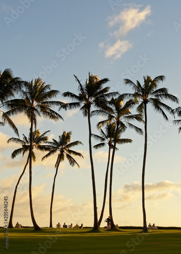 In a beach park vacationers sit in sun loungers under tall palm trees and watch the sunset and the evening light - Location: Hawaii
