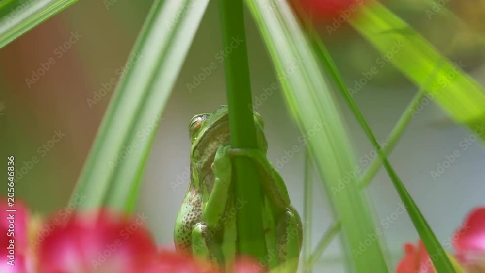 european green tree frog, Hyla arborea, resting by day, croaking by night in the wild in a cyprus garden. european green tree frog, Hyla arborea, resting by day, croaking by night in the wild in a cyprus garden.