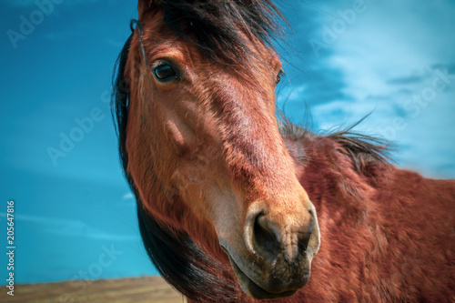 Horse on nature. Portrait of a horse, red horse © Иван Краснов