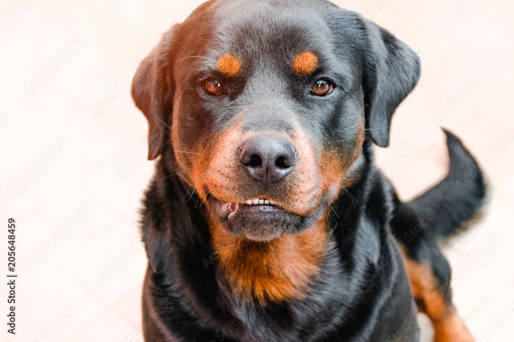 Aggressive dog, Labrador sunlit, rabies in animals