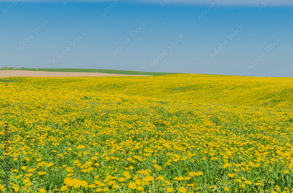 beautiful landscape of yellow field meadow of dandelion flowers in spring with blue sky and green grass on a Sunny day beautiful landscape of yellow field meadow of dandelion flowers in spring with blue sky and green grass on a Sunny day