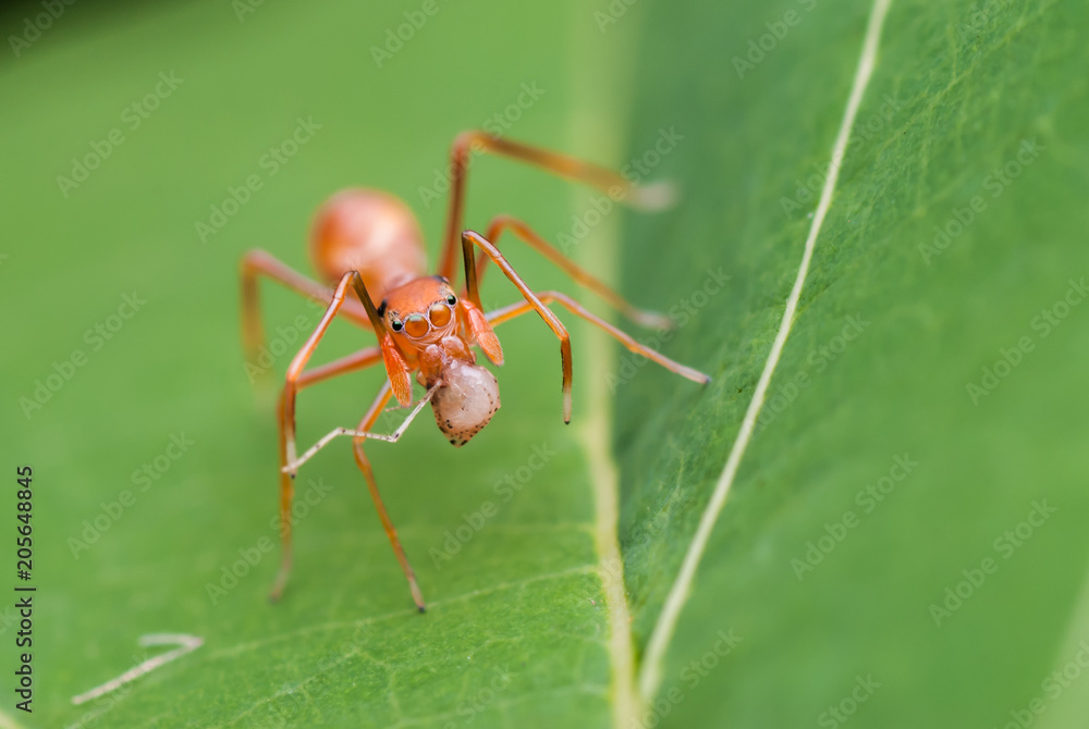 Myrmarachne plataleoides Myrmarachne plataleoides