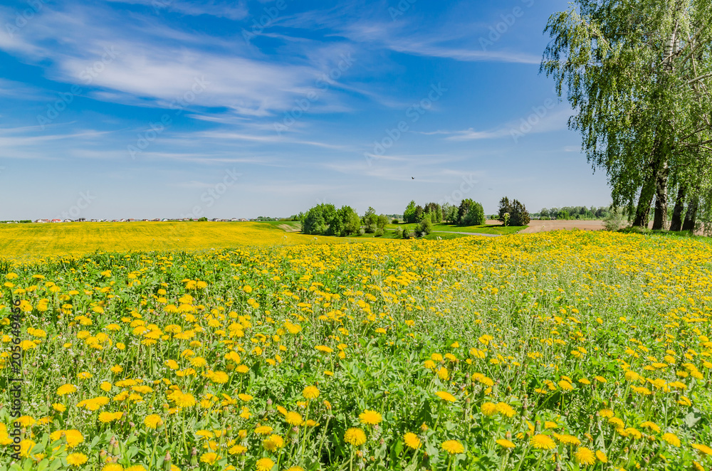 beautiful landscape of yellow field meadow of dandelion flowers in spring with blue sky and green grass on a Sunny day