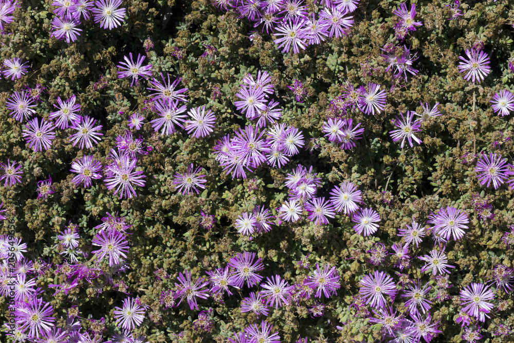 Obraz premium Cespuglio di fiori viola