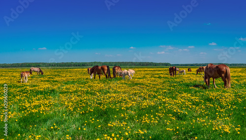 a herd of horses on a field in dandelions
