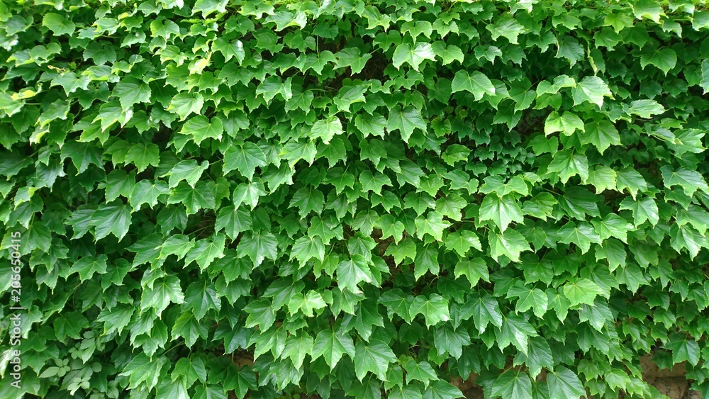 Obraz premium 蔦の葉に覆われた壁