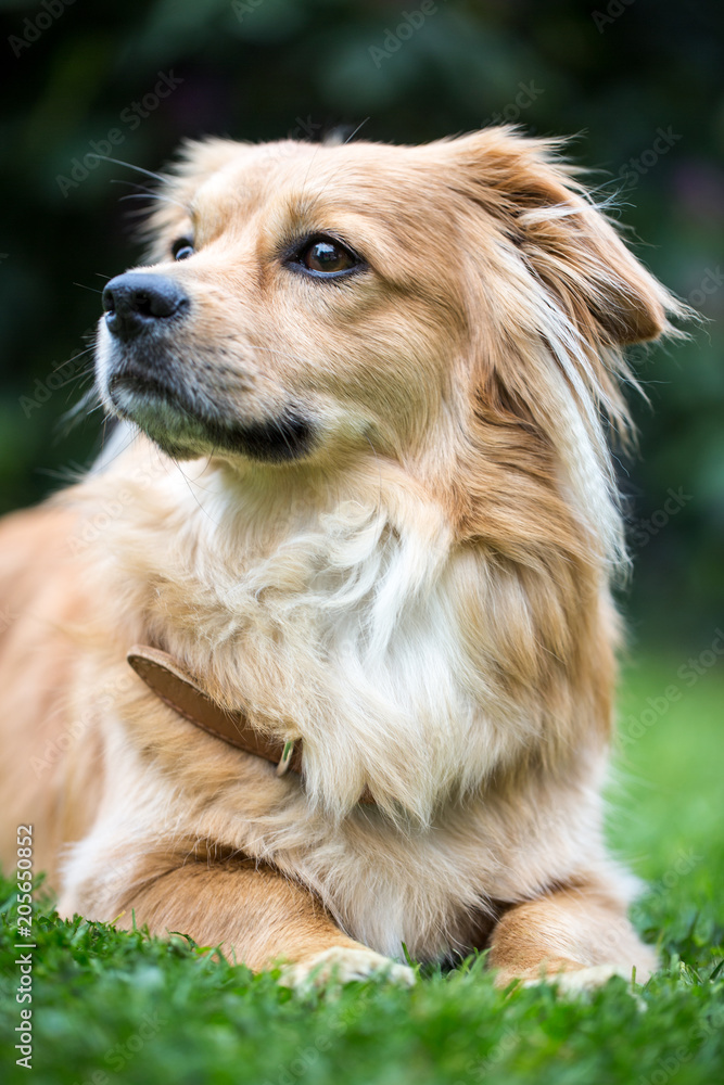 Fototapeta premium Hund auf der Wiese