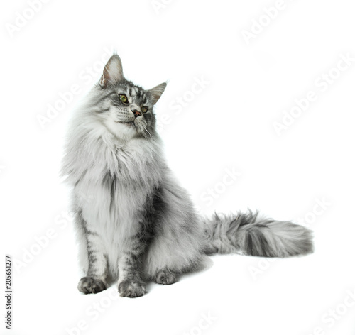 Fototapeta Naklejka Na Ścianę i Meble -  Maine Coon sitting and looking away, isolated on white